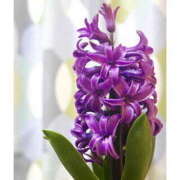 ヒメ日記 2026/02/06 07:15 投稿 きょうこ 栃木宇都宮ちゃんこ