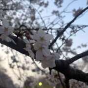 片岡(ｶﾀｵｶ) お花見🌸 小山人妻城