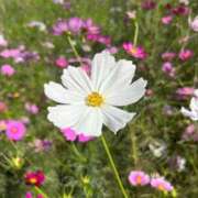 ヒメ日記 2025/11/05 12:57 投稿 うた 長崎佐世保ちゃんこ