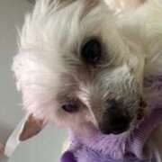 ヒメ日記 2026/01/20 23:01 投稿 あい ぽっちゃりプリンセス