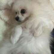 ヒメ日記 2026/01/25 18:20 投稿 あい ぽっちゃりプリンセス