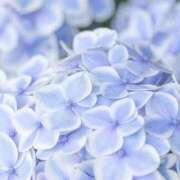 ヒメ日記 2025/06/21 09:34 投稿 萌花（もか） Shiny