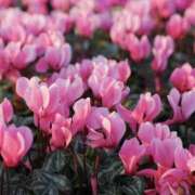 ヒメ日記 2025/12/12 18:14 投稿 萌花（もか） Shiny