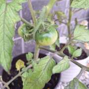 ヒメ日記 2025/05/28 11:07 投稿 ゆりか 熟女の薫り