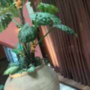 福山里美 ありがとう 五十路マダム 博多店