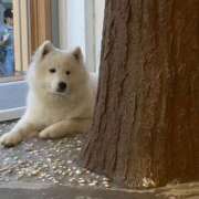 ヒメ日記 2025/11/02 21:07 投稿 渚(なぎさ) 渋谷蘭の会