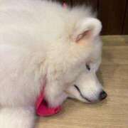 ヒメ日記 2026/02/10 21:02 投稿 レンカ ルパン