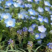 ヒメ日記 2025/09/12 02:12 投稿 みやび ダイスキ