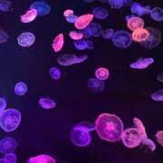 ゆう ムラムラしてなので 出会い系人妻ネットワーク 五反田～品川編