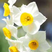 ヒメ日記 2025/01/05 11:32 投稿 石原あい 五十路マダム　和歌山店