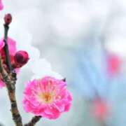 ヒメ日記 2025/01/31 10:18 投稿 石原あい 五十路マダム　和歌山店