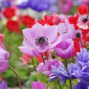 ヒメ日記 2025/02/13 14:00 投稿 石原あい 五十路マダム　和歌山店