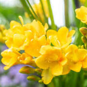 ヒメ日記 2025/03/12 10:38 投稿 石原あい 五十路マダム　和歌山店