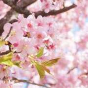 ヒメ日記 2025/04/03 17:40 投稿 石原あい 五十路マダム　和歌山店