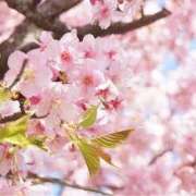 ヒメ日記 2025/04/13 07:00 投稿 石原あい 五十路マダム　和歌山店