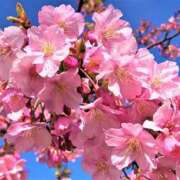 ヒメ日記 2025/03/01 09:35 投稿 瑠璃（るり） 丸妻 錦糸町店