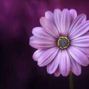 ヒメ日記 2025/03/02 14:29 投稿 瑠璃（るり） 丸妻 錦糸町店