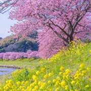 ヒメ日記 2025/03/09 09:47 投稿 瑠璃（るり） 丸妻 錦糸町店