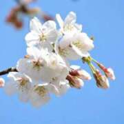 ヒメ日記 2025/03/27 13:10 投稿 瑠璃（るり） 丸妻 錦糸町店