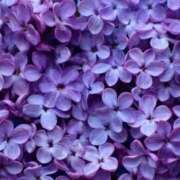 ヒメ日記 2025/06/21 11:05 投稿 瑠璃（るり） 丸妻 錦糸町店