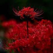 ヒメ日記 2025/09/25 11:17 投稿 瑠璃（るり） 丸妻 錦糸町店