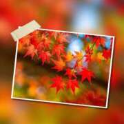 ヒメ日記 2025/11/15 19:38 投稿 瑠璃（るり） 丸妻 錦糸町店