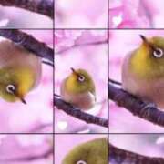 ヒメ日記 2026/03/26 11:03 投稿 瑠璃（るり） 丸妻 錦糸町店