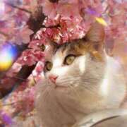 ヒメ日記 2026/03/26 21:17 投稿 瑠璃（るり） 丸妻 錦糸町店