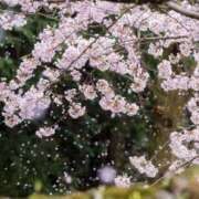 ヒメ日記 2026/04/02 10:23 投稿 瑠璃（るり） 丸妻 錦糸町店