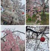 ヒメ日記 2026/04/07 11:52 投稿 瑠璃（るり） 丸妻 錦糸町店