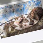 ヒメ日記 2026/04/11 11:34 投稿 瑠璃（るり） 丸妻 錦糸町店