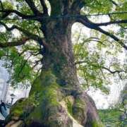 ヒメ日記 2024/12/24 18:36 投稿 あゆ 待ちナビ