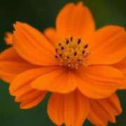 ヒメ日記 2025/03/20 19:59 投稿 あゆ 待ちナビ