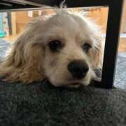 ヒメ日記 2025/03/25 18:05 投稿 ゆみ 池袋SKB48