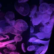 ヒメ日記 2025/08/18 00:31 投稿 愛琉-あいる【FG系列】 ほんつま 町田/相模原店