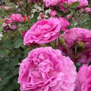 ヒメ日記 2025/06/29 14:56 投稿 及川　まりん NADIA京都店