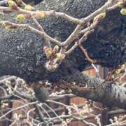 ヒメ日記 2026/03/17 18:37 投稿 神美さくらこ 全裸にされた女たちor欲しがり痴漢電車