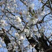 ヒメ日記 2025/04/07 22:26 投稿 ナナ Club 妻