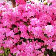 ヒメ日記 2025/04/25 01:09 投稿 ナナ Club 妻