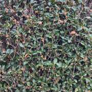 ヒメ日記 2025/10/16 00:01 投稿 ナナ Club 妻