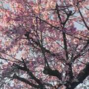 ヒメ日記 2026/03/15 06:52 投稿 胡蝶（こちょう） 熟女の風俗最終章 名古屋店