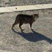 ヒメ日記 2025/01/23 09:00 投稿 あまね 電車ごっこ