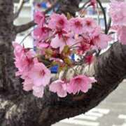 ヒメ日記 2025/04/06 11:02 投稿 あまね 電車ごっこ