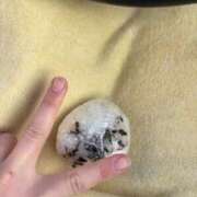 ヒメ日記 2026/03/28 07:44 投稿 あまね 電車ごっこ