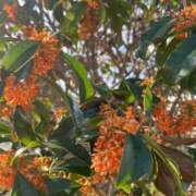 ヒメ日記 2025/11/11 10:37 投稿 ゆづき [優良人妻店]セレブスタイル（山口～防府～萩）