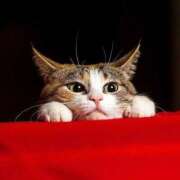 ヒメ日記 2025/10/08 23:17 投稿 咲本 ゆりあ バルボラ マリン