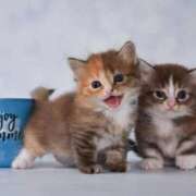 ヒメ日記 2025/10/20 22:47 投稿 咲本 ゆりあ バルボラ マリン