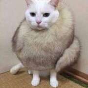 ヒメ日記 2025/11/29 21:37 投稿 咲本 ゆりあ バルボラ マリン