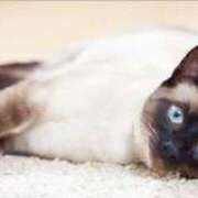 ヒメ日記 2025/12/08 16:47 投稿 咲本 ゆりあ バルボラ マリン