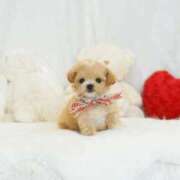 咲本 ゆりあ リクエストまるぷー🐶 バルボラ マリン